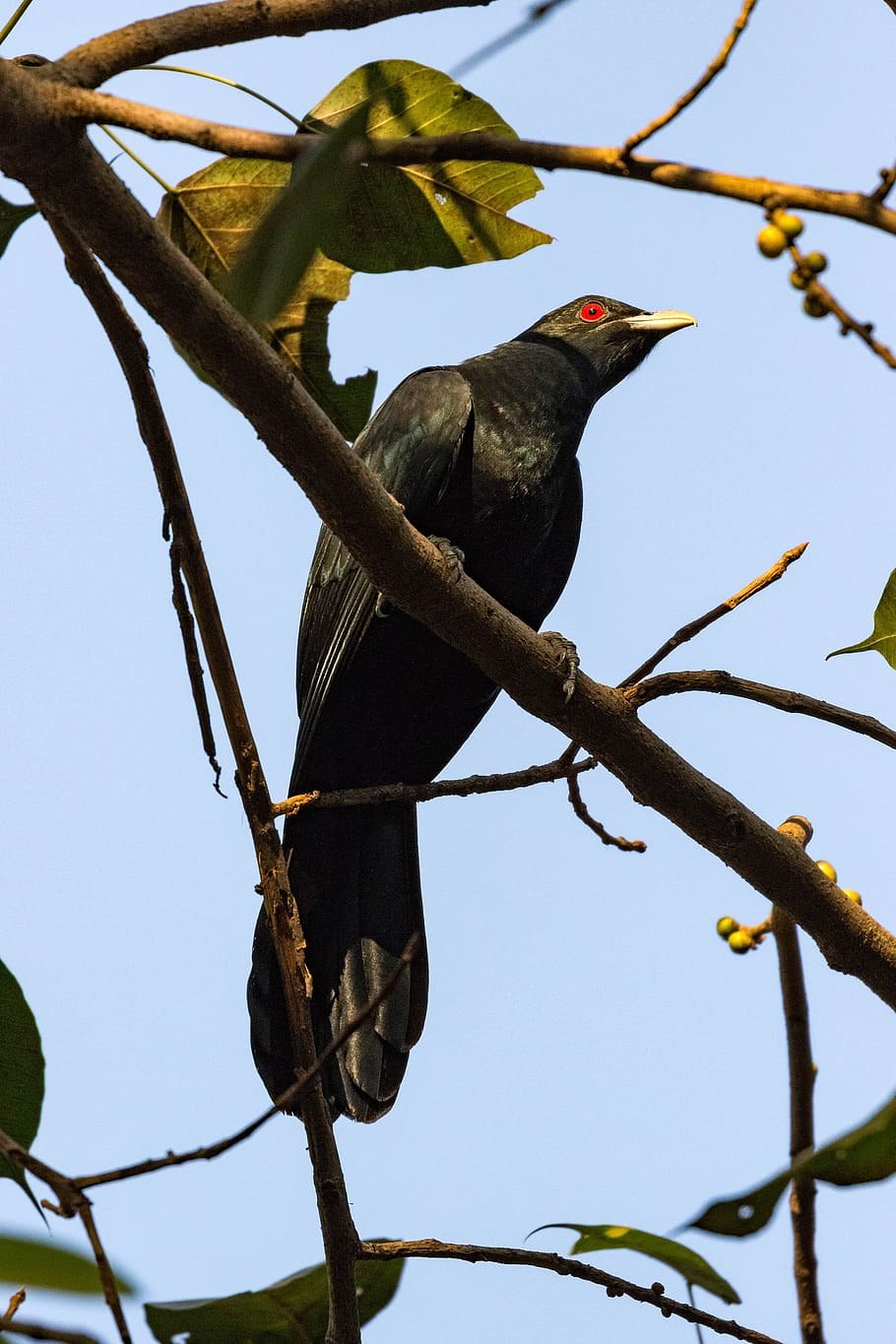 Koel Sprays