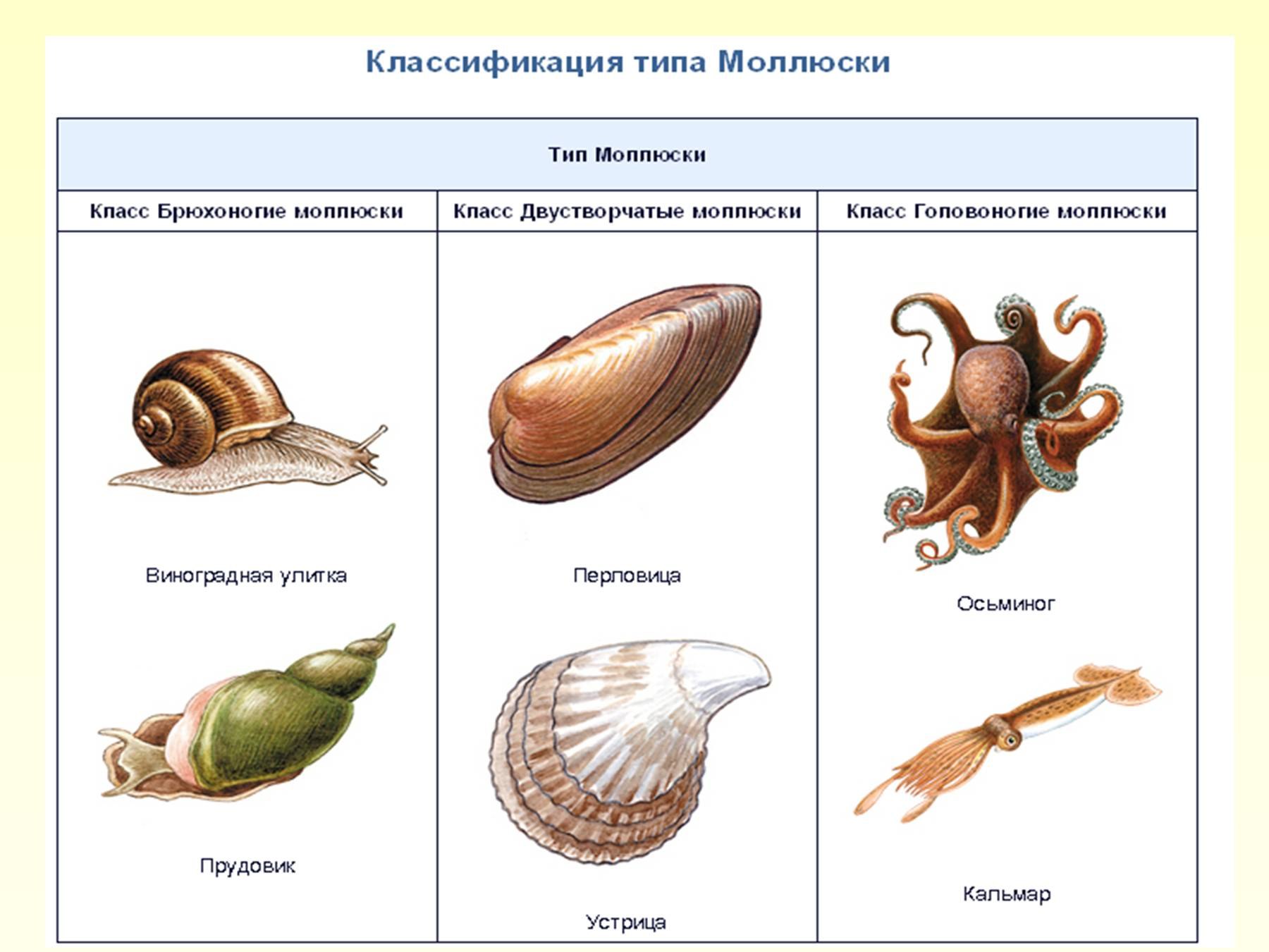 Три примера животных относящихся к моллюскам. Брюхоногие двустворчатые головоногие. Тип моллюски класс брюхоногие представители. Двустворчатые моллюски представители. К какому классу относится моллюск.