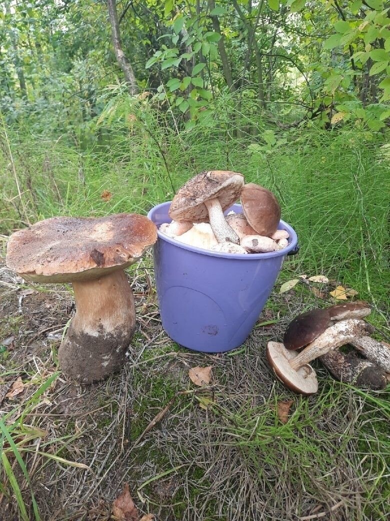 Белый гриб
