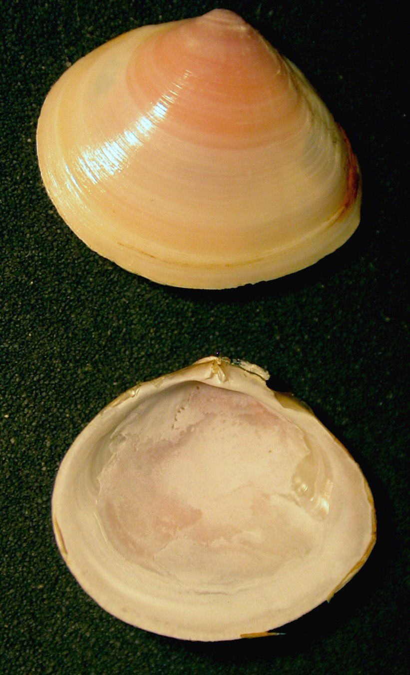 Macoma balthica