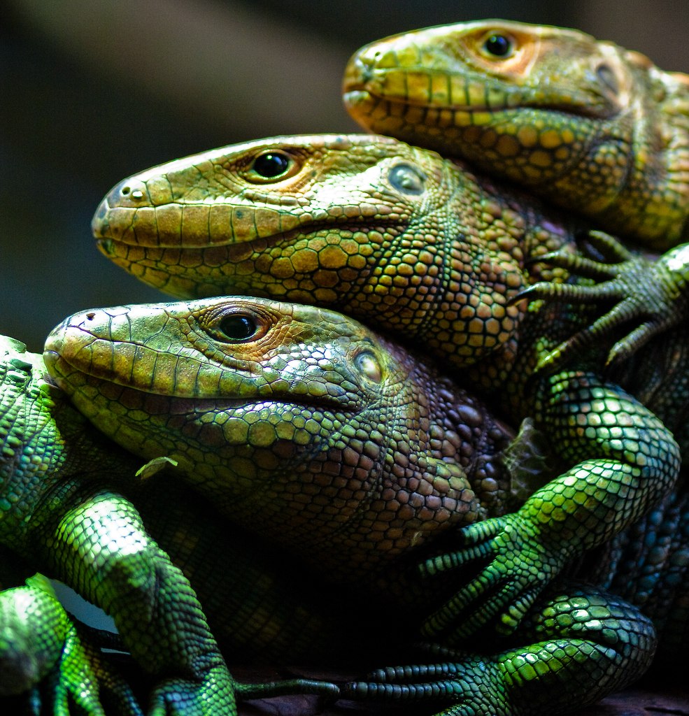 Caiman Lizard