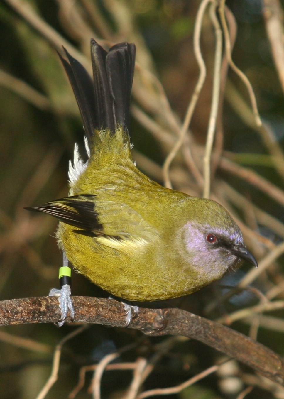 (Anthornis melanura)