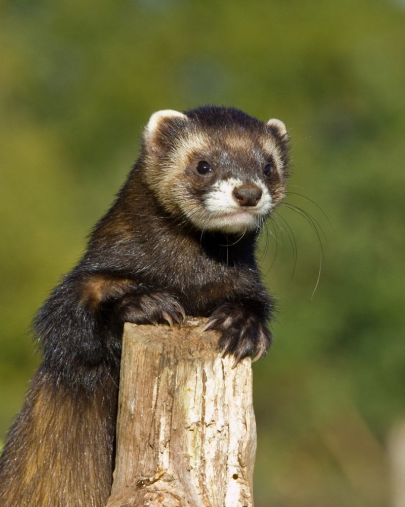 Светлый хорь – Mustela eversmanni