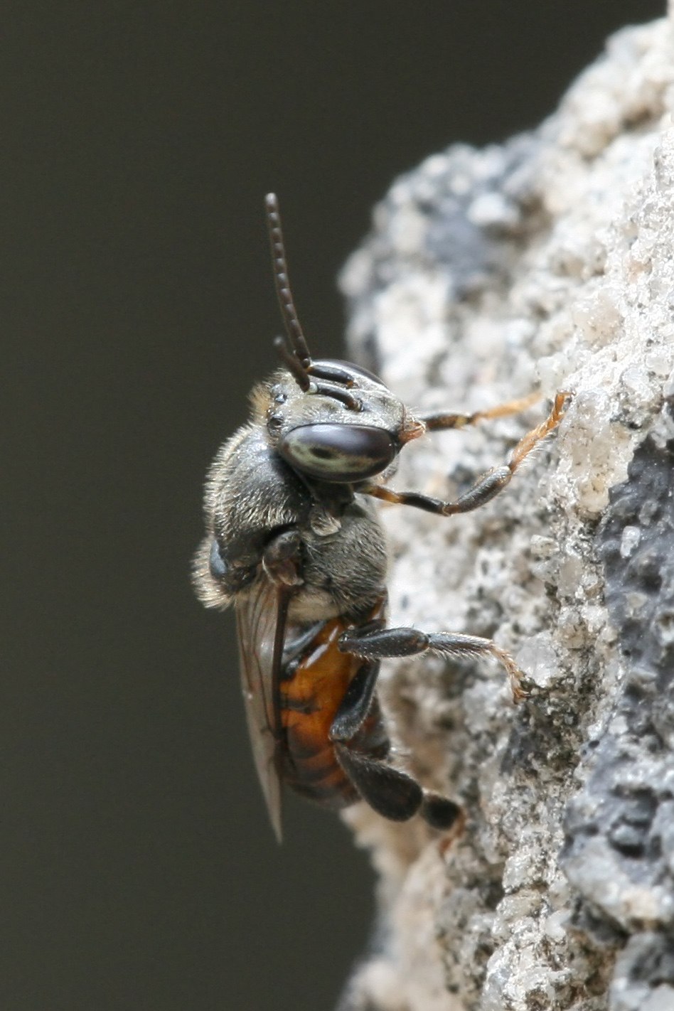 Stingless Bees