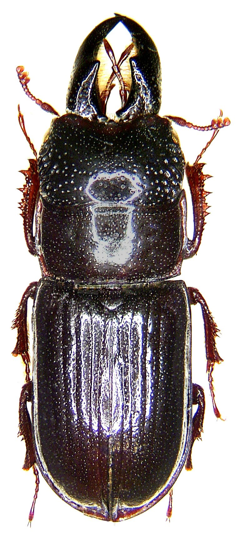 Ceruchus lignarius Lewis, 1883