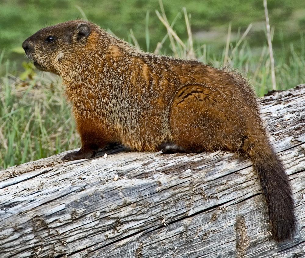 Лесной сурок (Marmota monax)