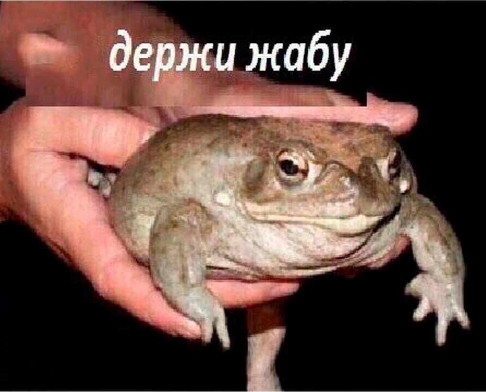 Жаба с днем рождения