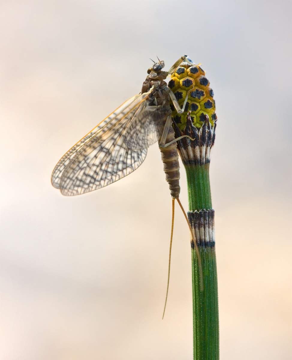 Rhithrogena Germanica