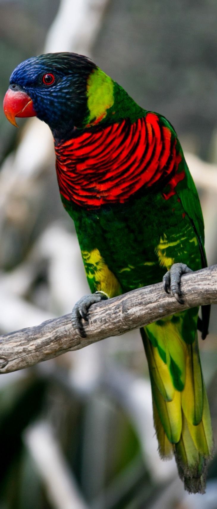 Green-naped Rainbow Lorikeet