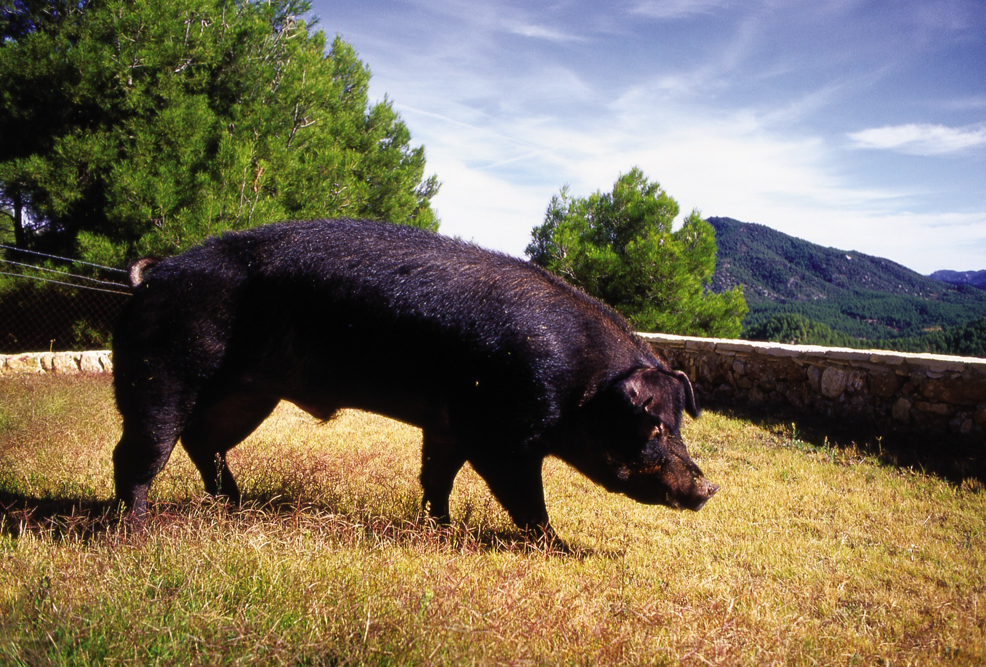 Крупная черная порода. Иберийская порода свиней. Черная беркширская свинья. Беркширская порода. Крупная чёрная порода свиней.