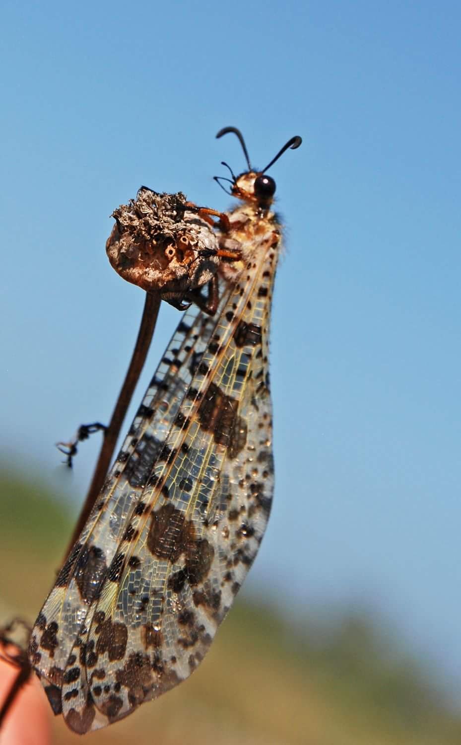 Myrmeleon formicarius