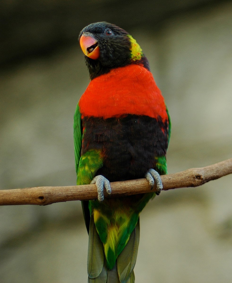 Многоцветный лорикет (Trichoglossus haematodus)
