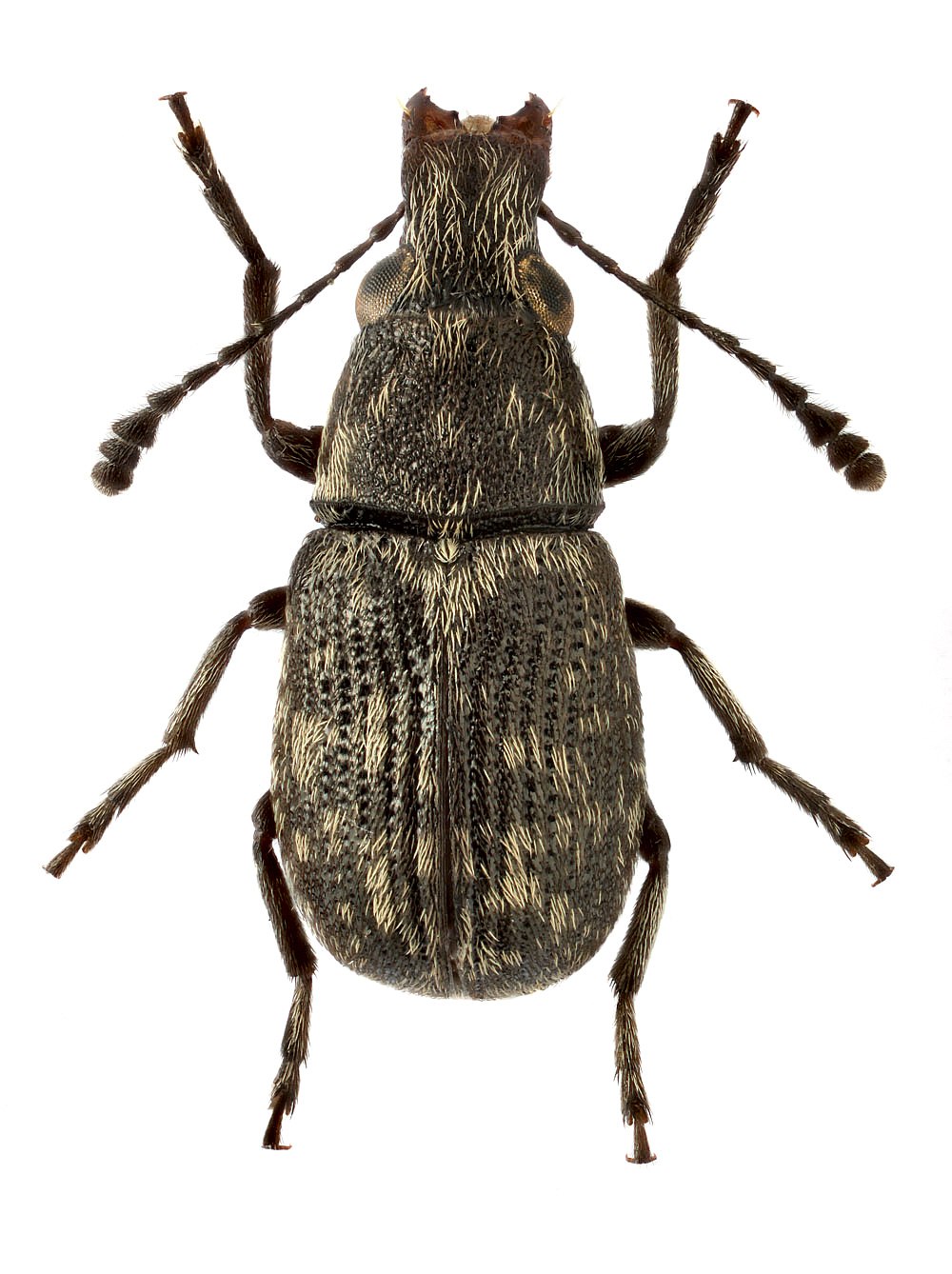 Micropercops cinctus