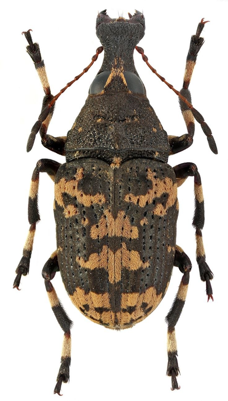 Самка жука семейства Phengodidae
