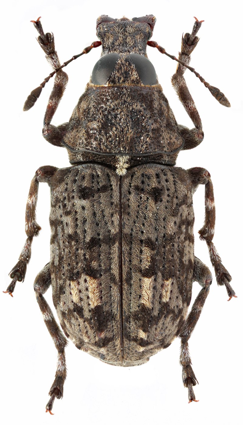 Жук Anthribidae