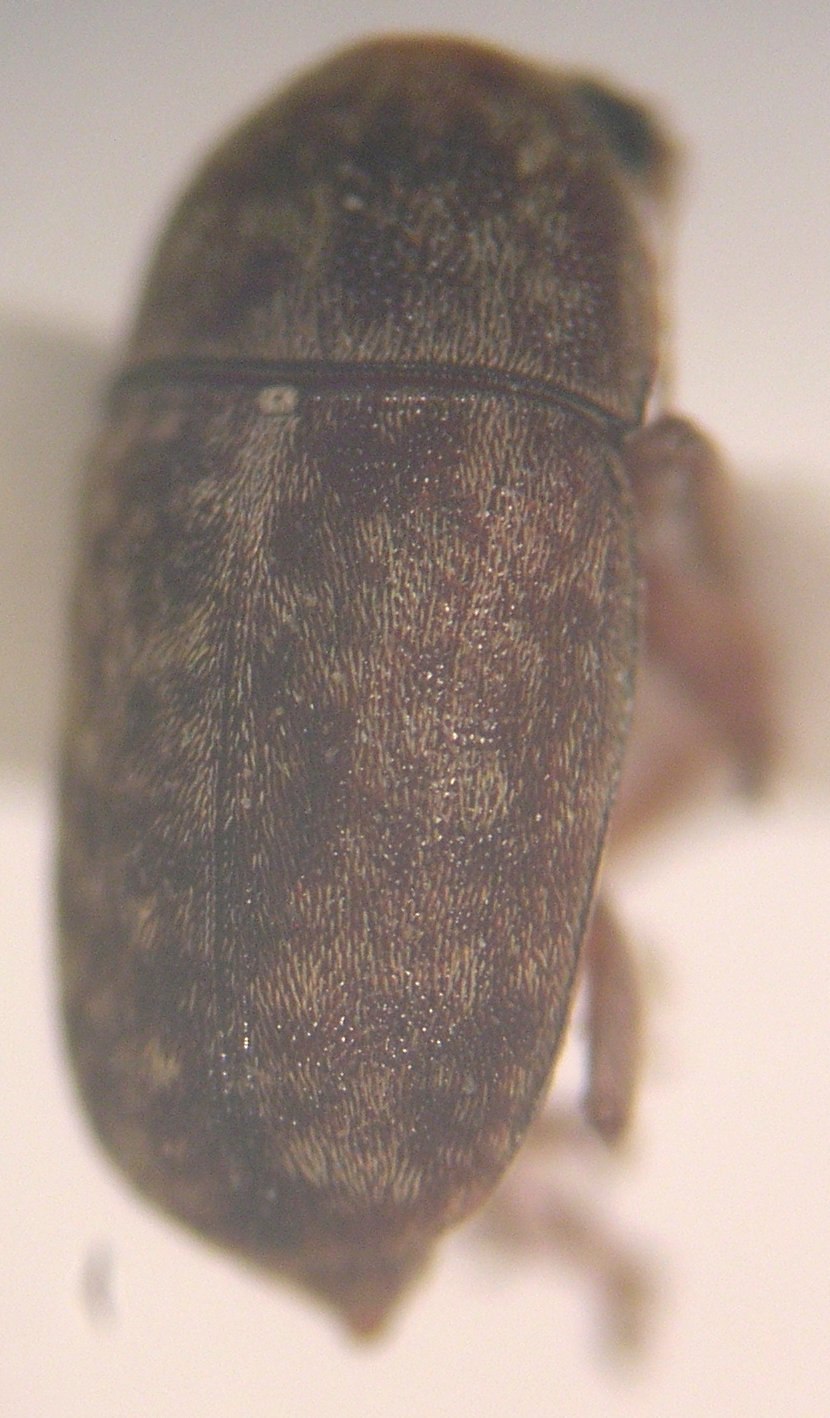 Araecerus fasciculatus
