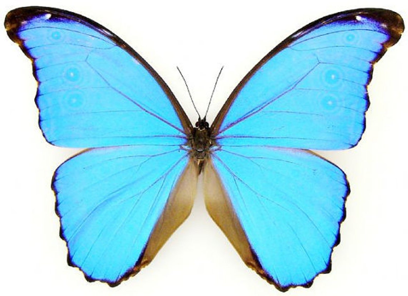 Розово голубая бабочка. Бабочка Морфо Дидиус. Бабочки розово голубые. Бабочки светло голубые. Бирюзовые бабочки.