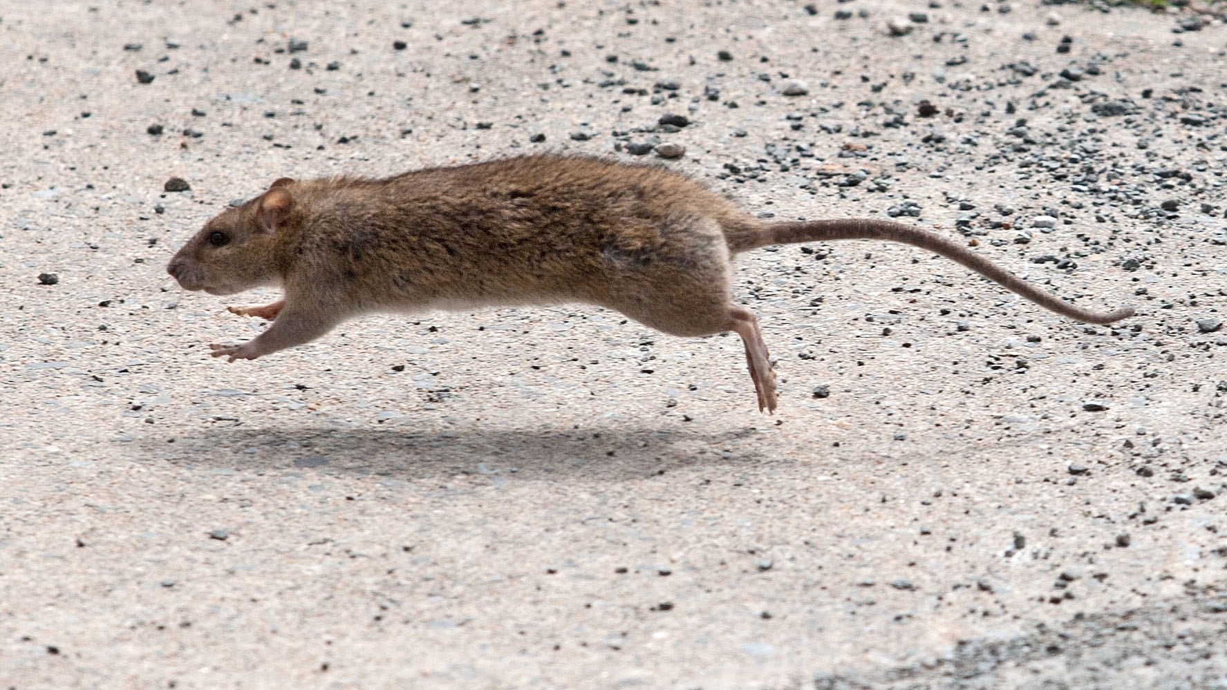 Воалаво. Мыши полевки бегут. Мышь бежит. Крыса бегает. Мышка бегает.