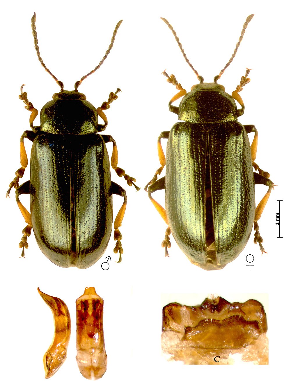 Ивовый Листоед – Phyllodecta vulgatissima l