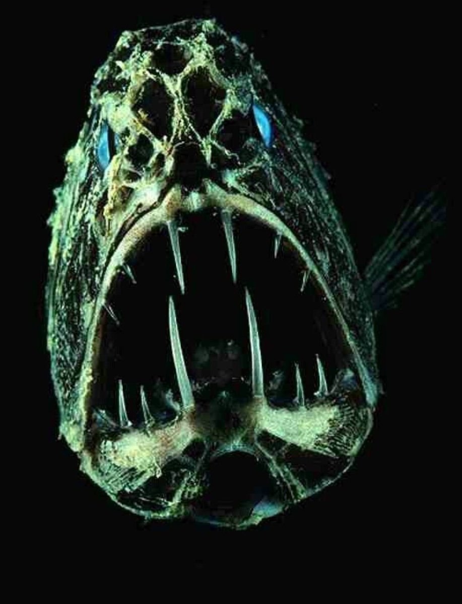 Длиннорогий Саблезуб (Anoplogaster cornuta)