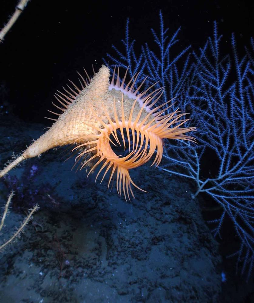 Actinoscyphia Aurelia