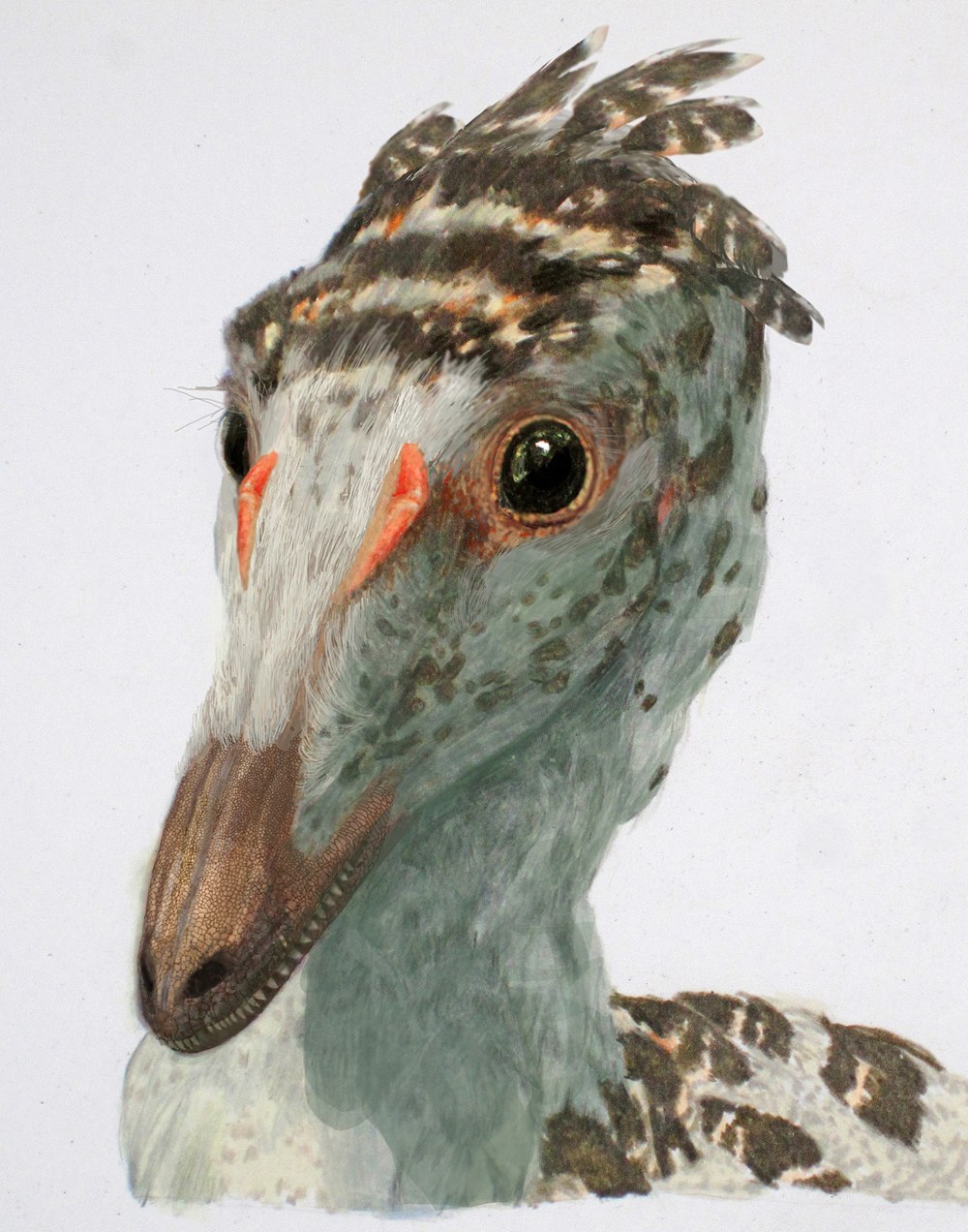 Vayuraptor nongbualamphuensis
