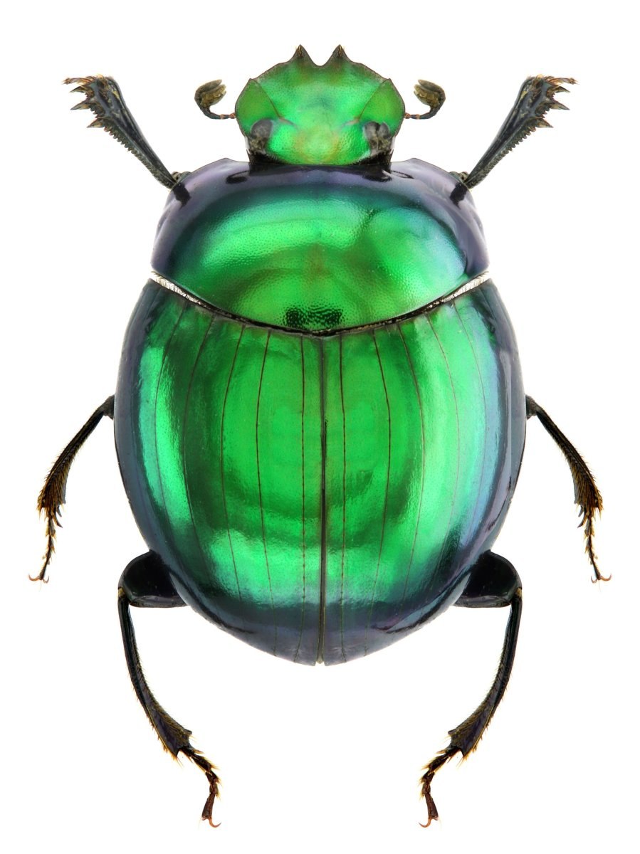 Пчелы epeolus splendidus