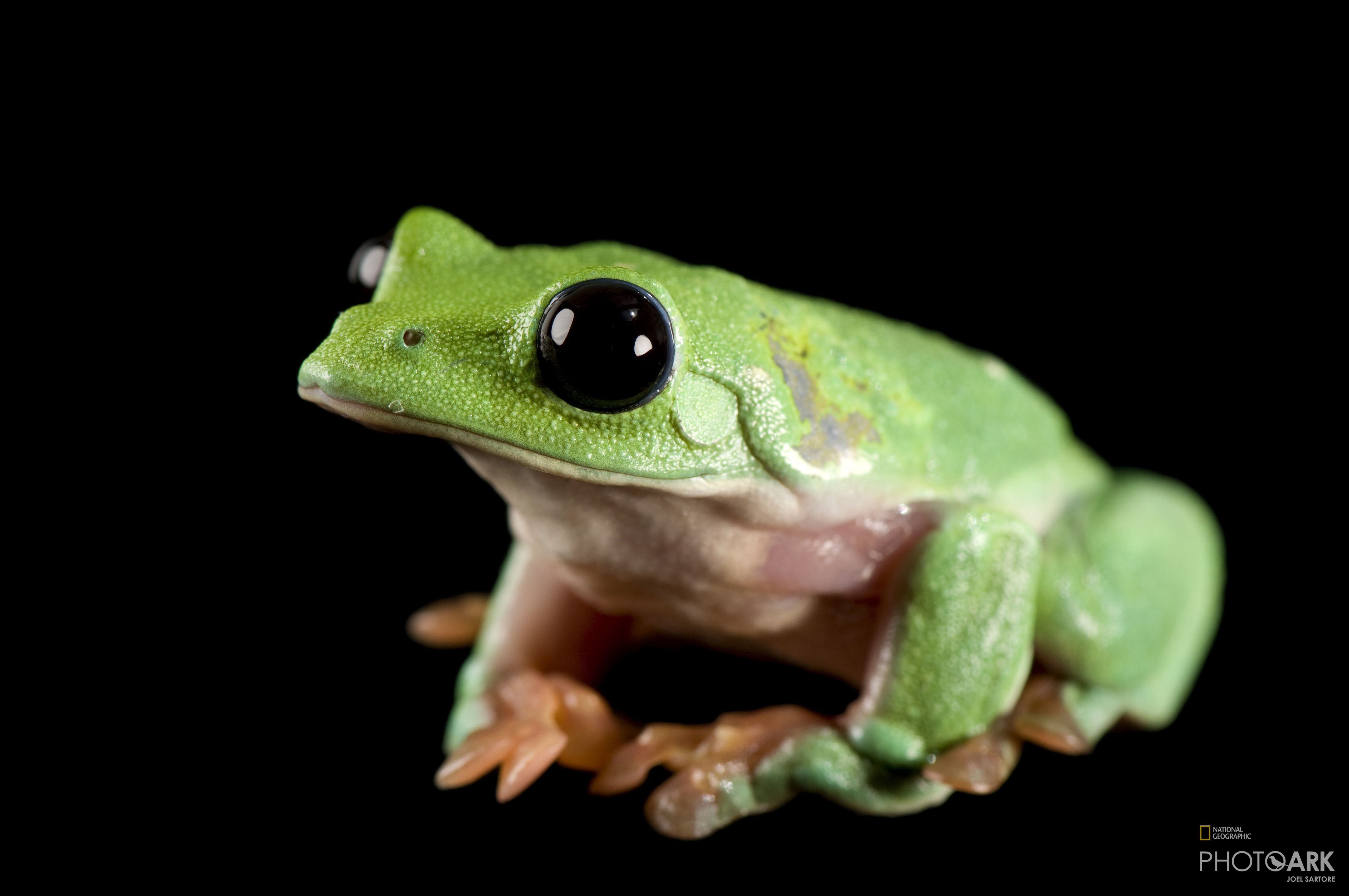 Фото и картинки - Род пискуньи - <b>Лягушка</b> Trichobatrachus robustus Black eye...