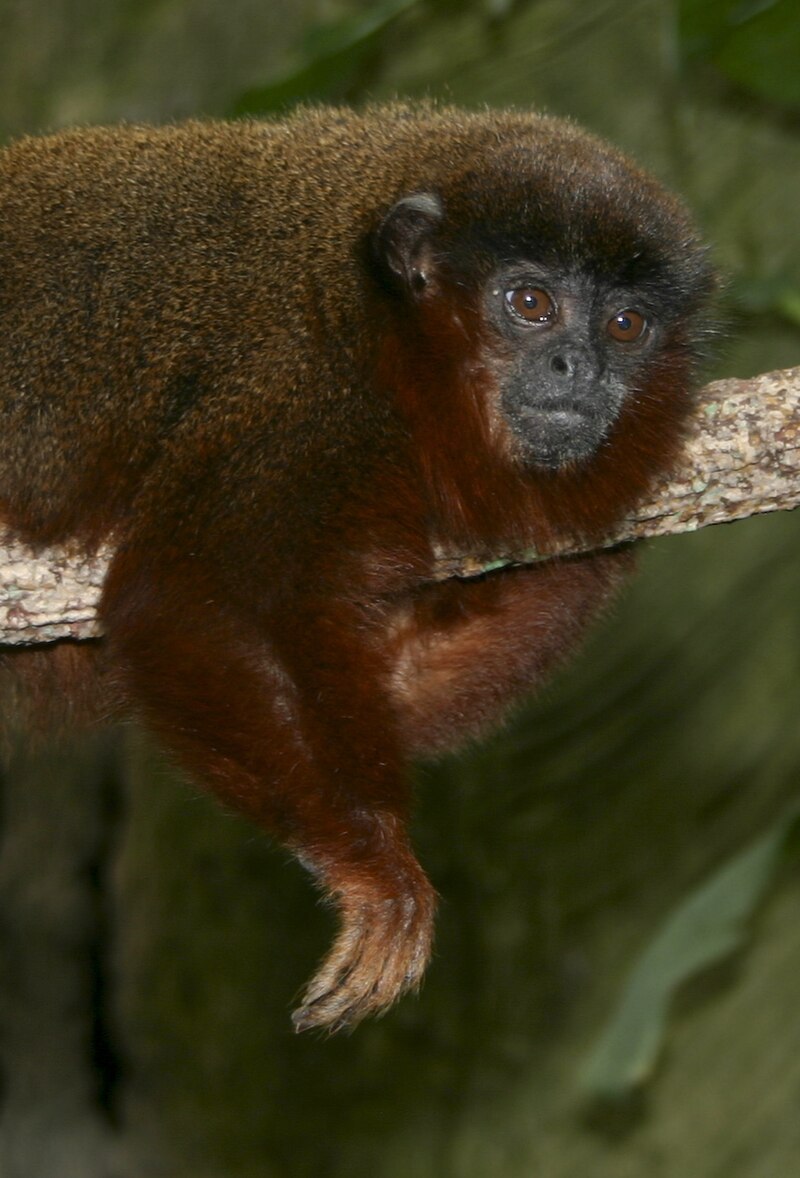 Callicebus barbarabrownae