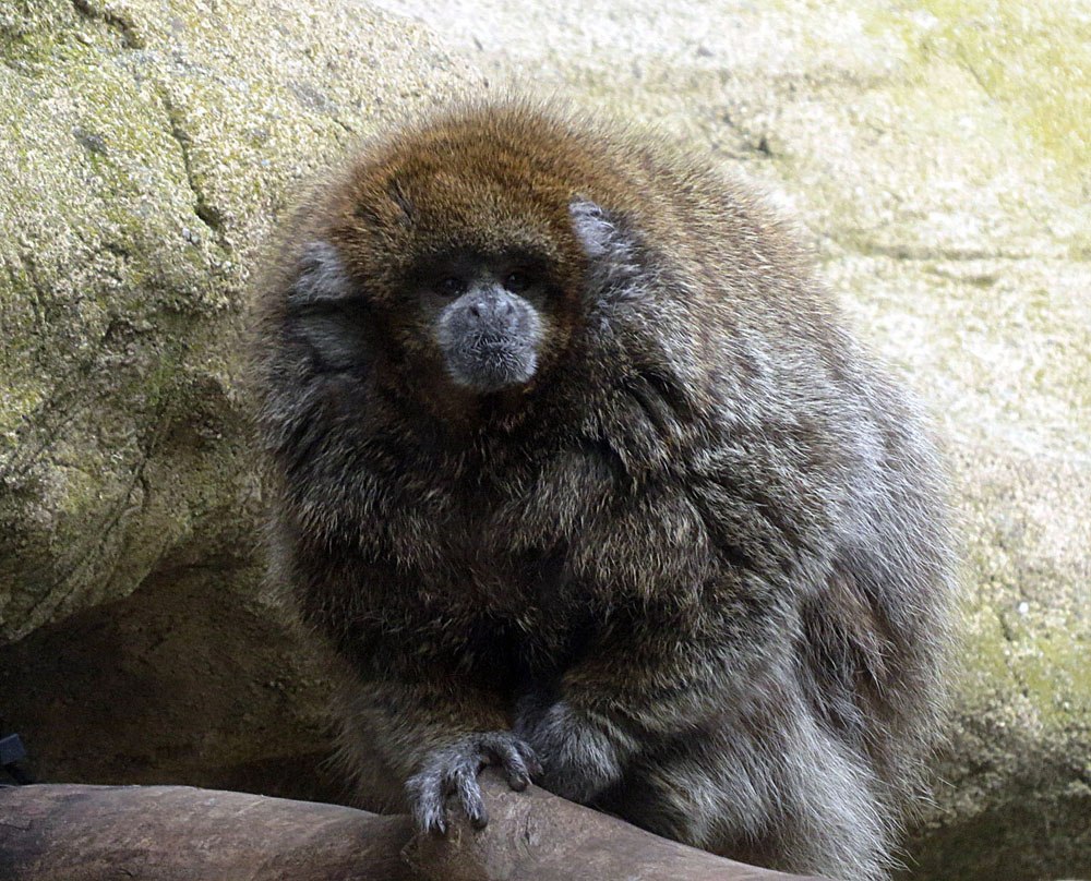 Callicebus donacophilus