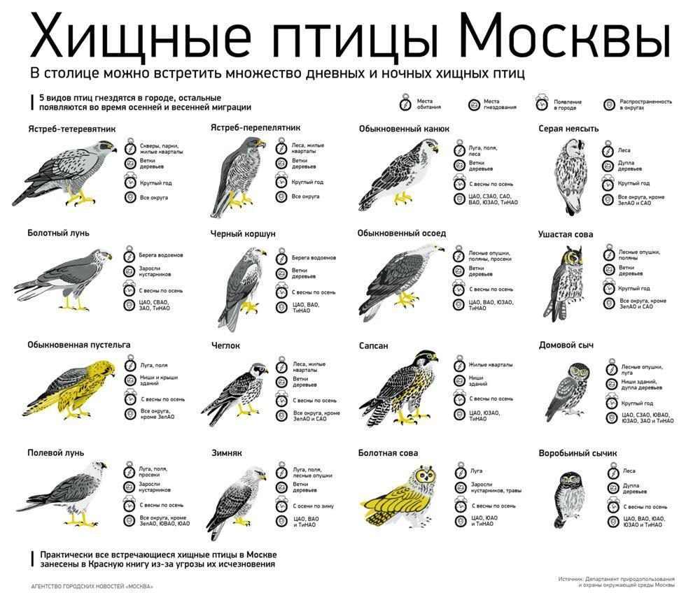 Хищные птицы средней полосы России