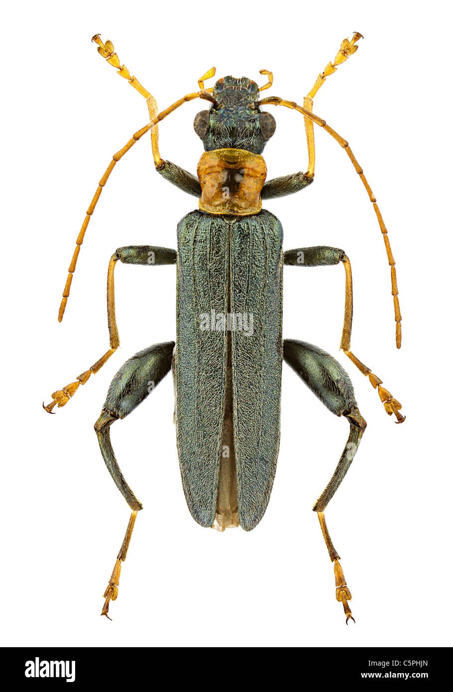 Oedemera croceicollis