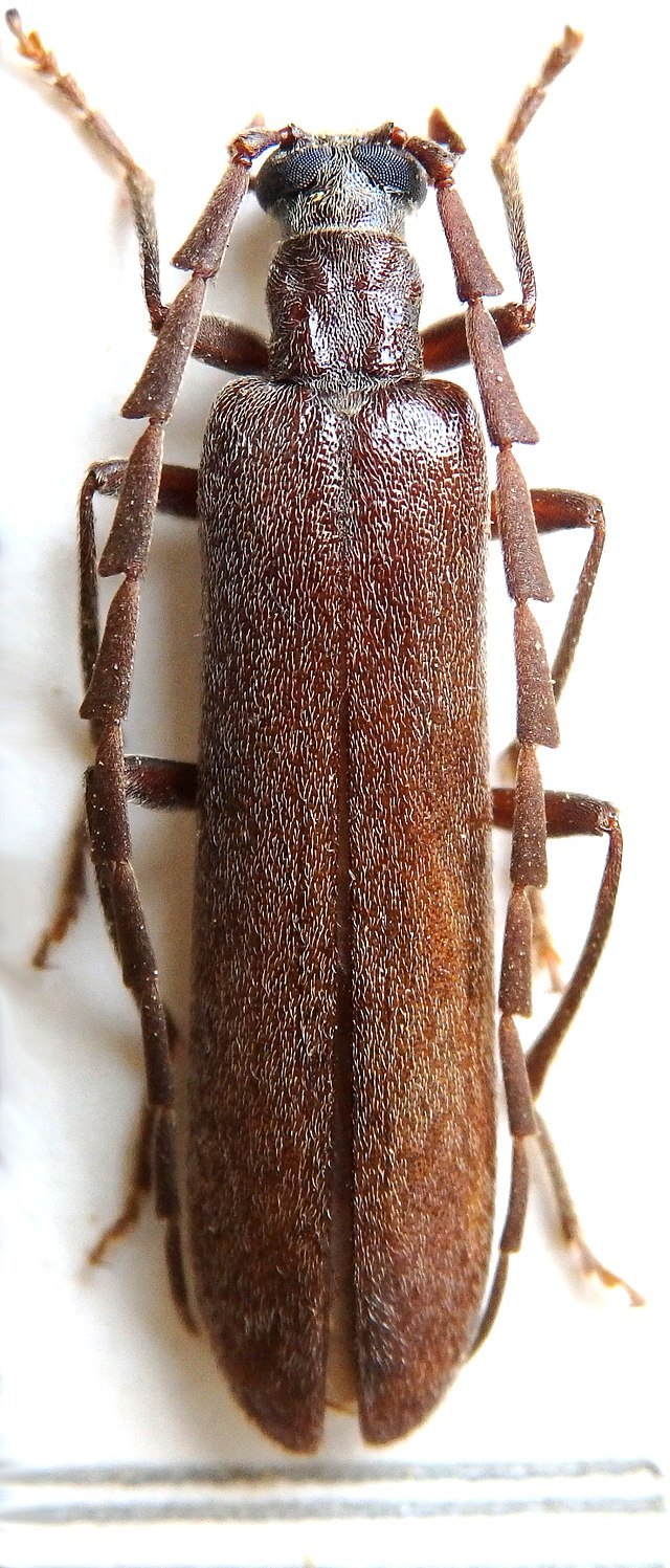 Calopus serraticornis