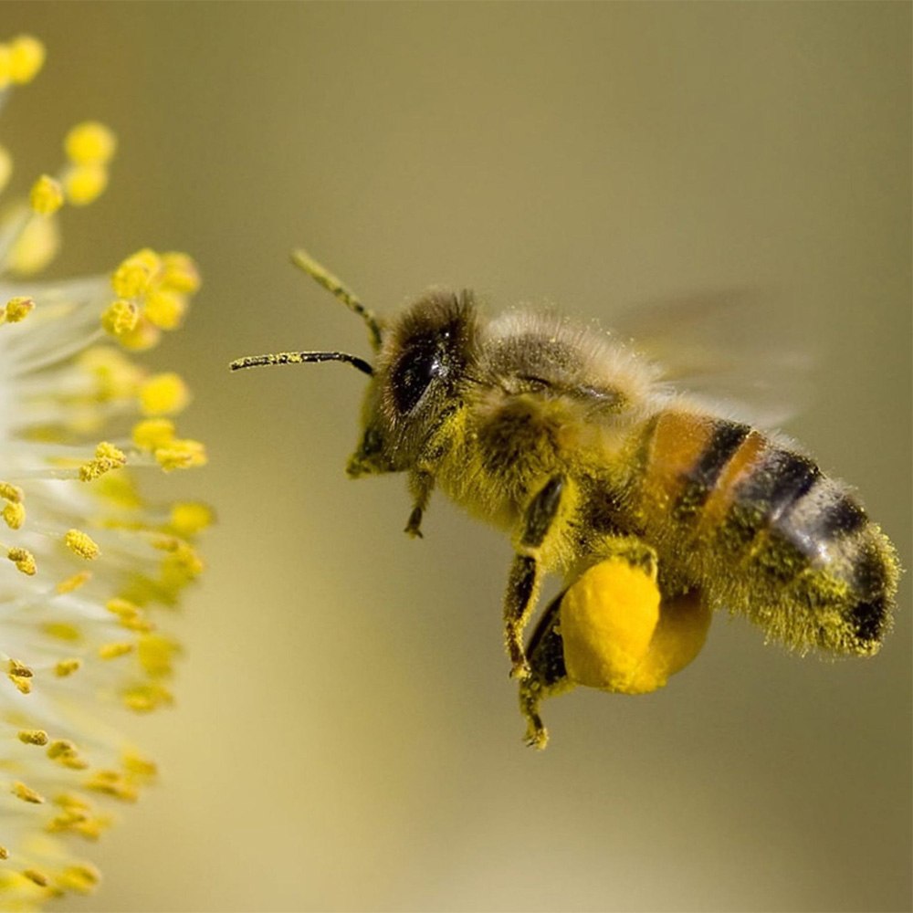 Пчелиная пыльца (Bee pollen)