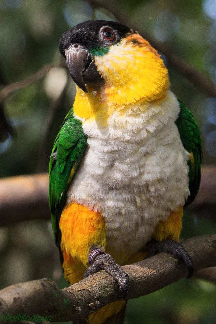 Black - headed Caique