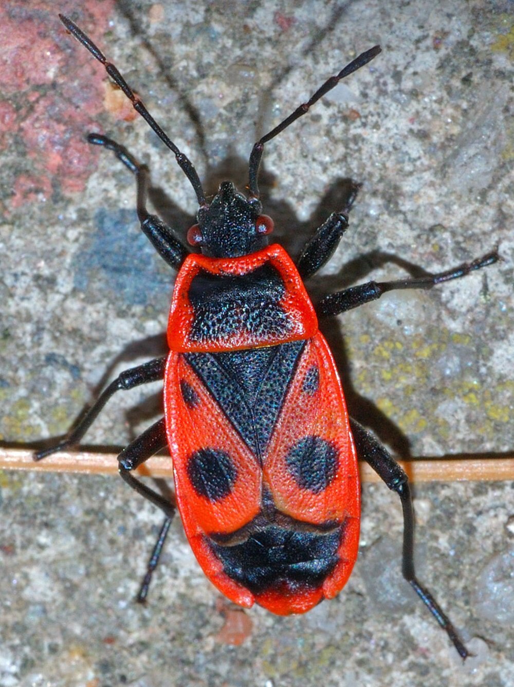 Клоп-солдатик Pyrrhocoris