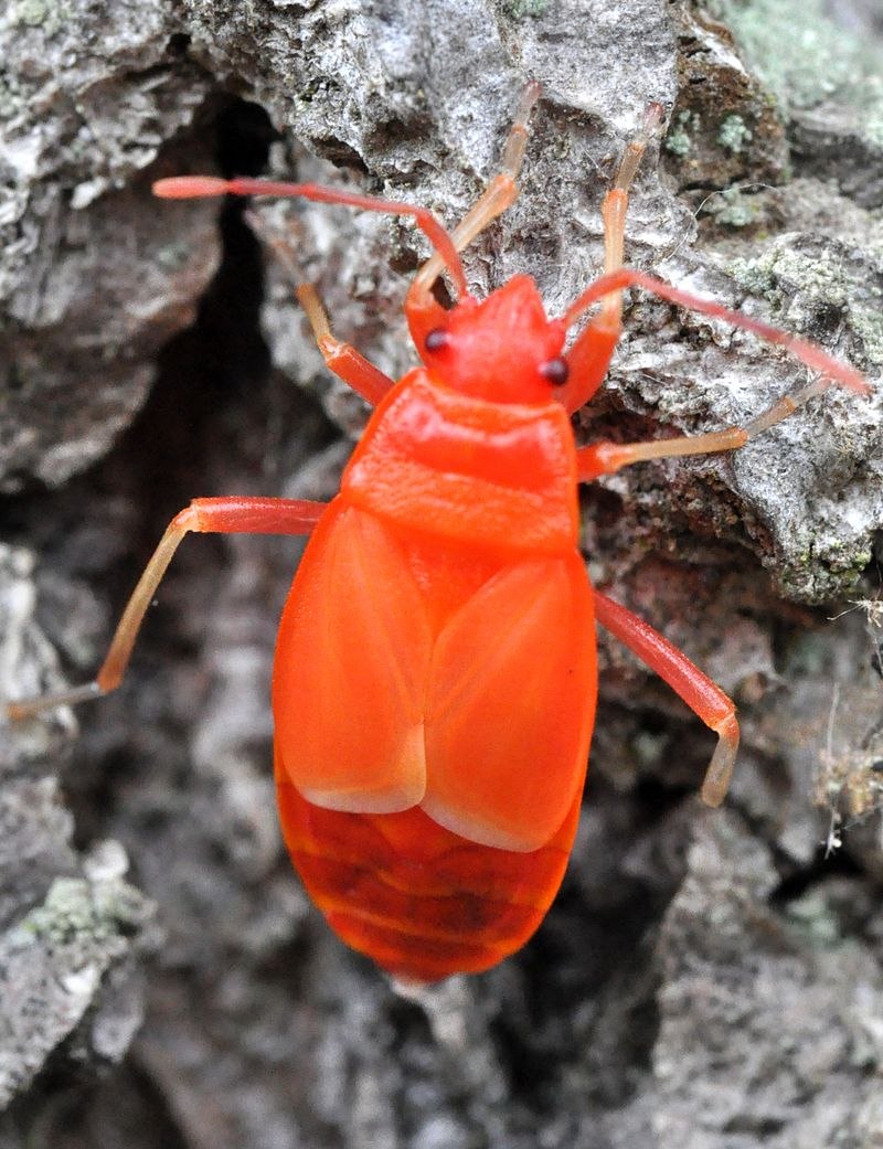 Клоп-солдатик – Pyrrhocoris apterus