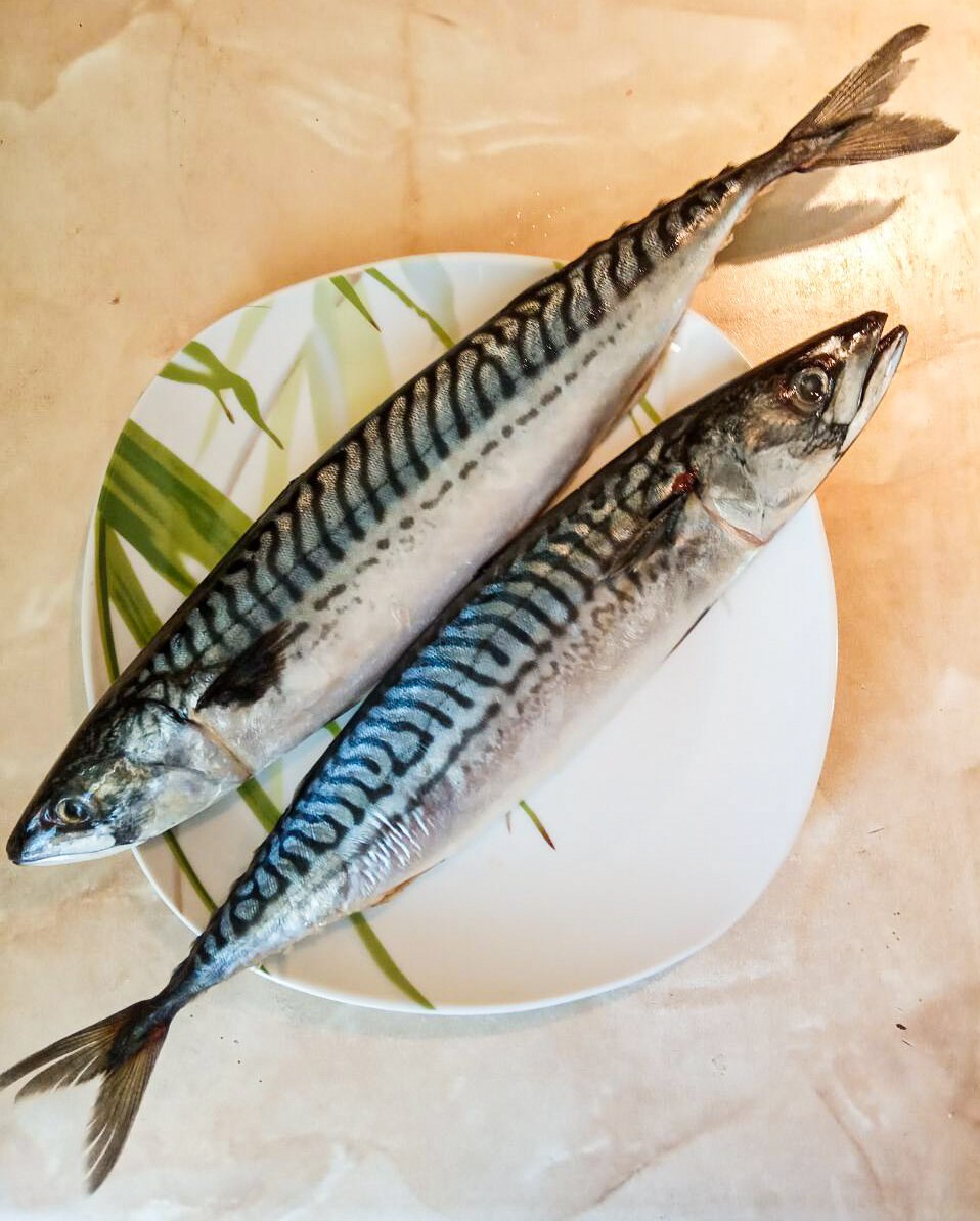 Квинслендская макрель