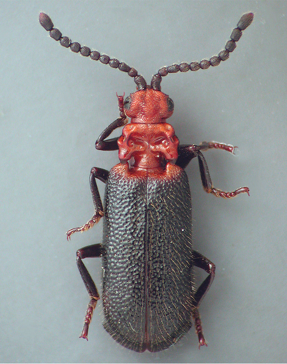 Жук Metrius