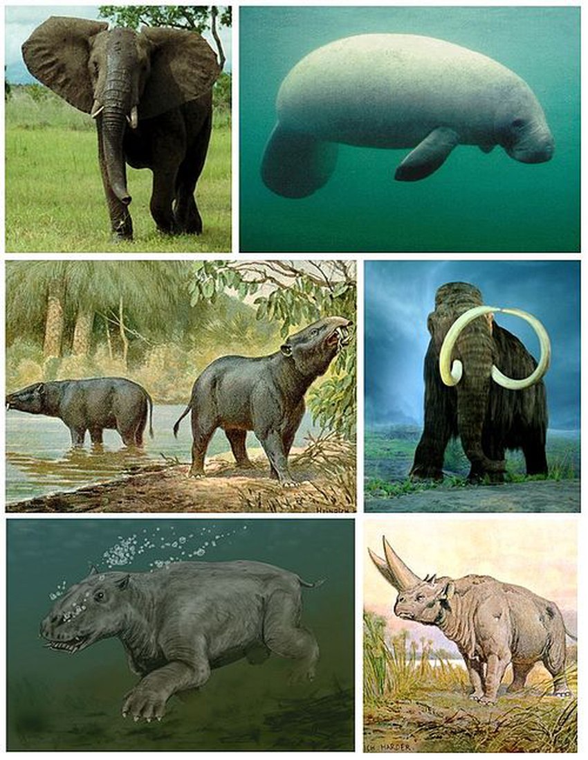 Меритерий (Moeritherium)