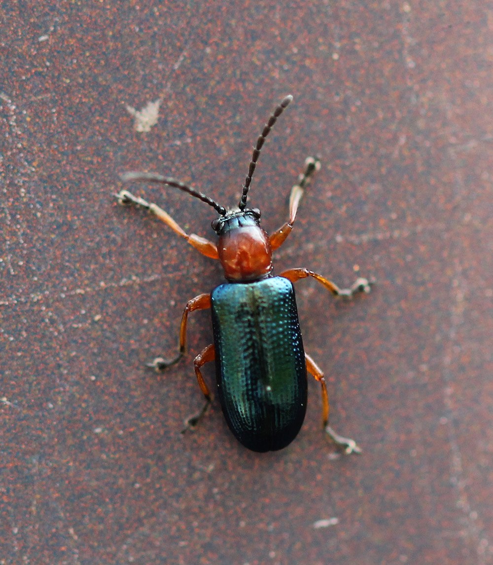 Oulema melanopus личинка