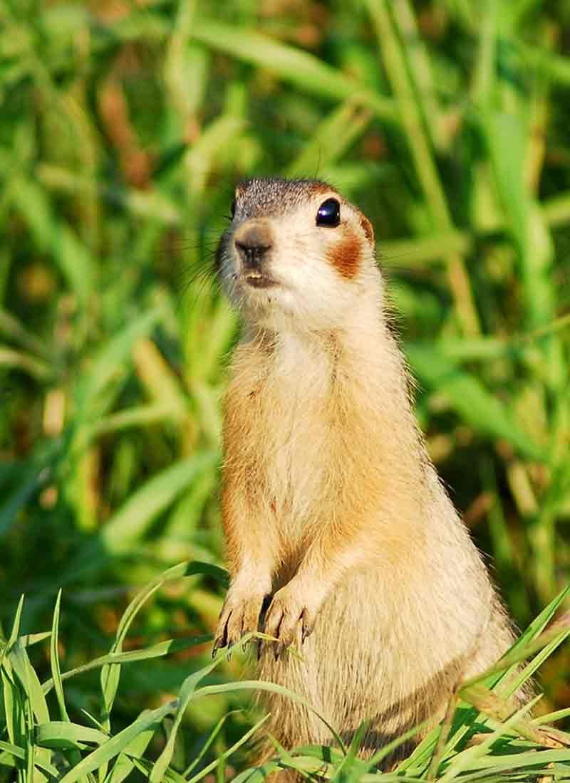 Суслик Краснощекий – Spermophilus erythrogenys