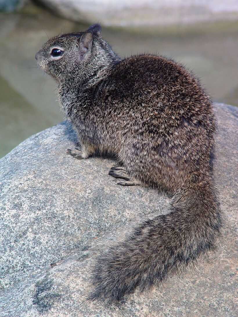 Калифорнийский суслик (Spermophilus beecheyi)