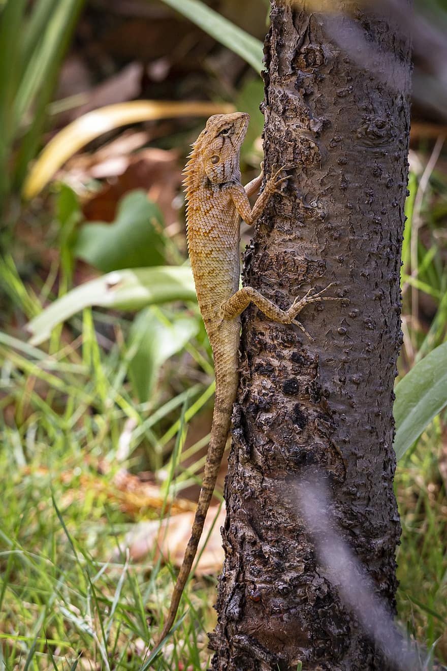 Calotes versicolor