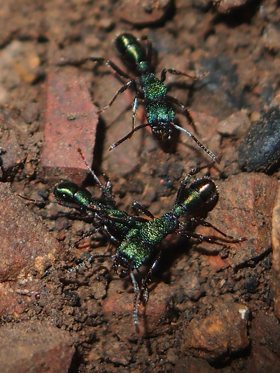 Rhytidoponera Metallica муравей