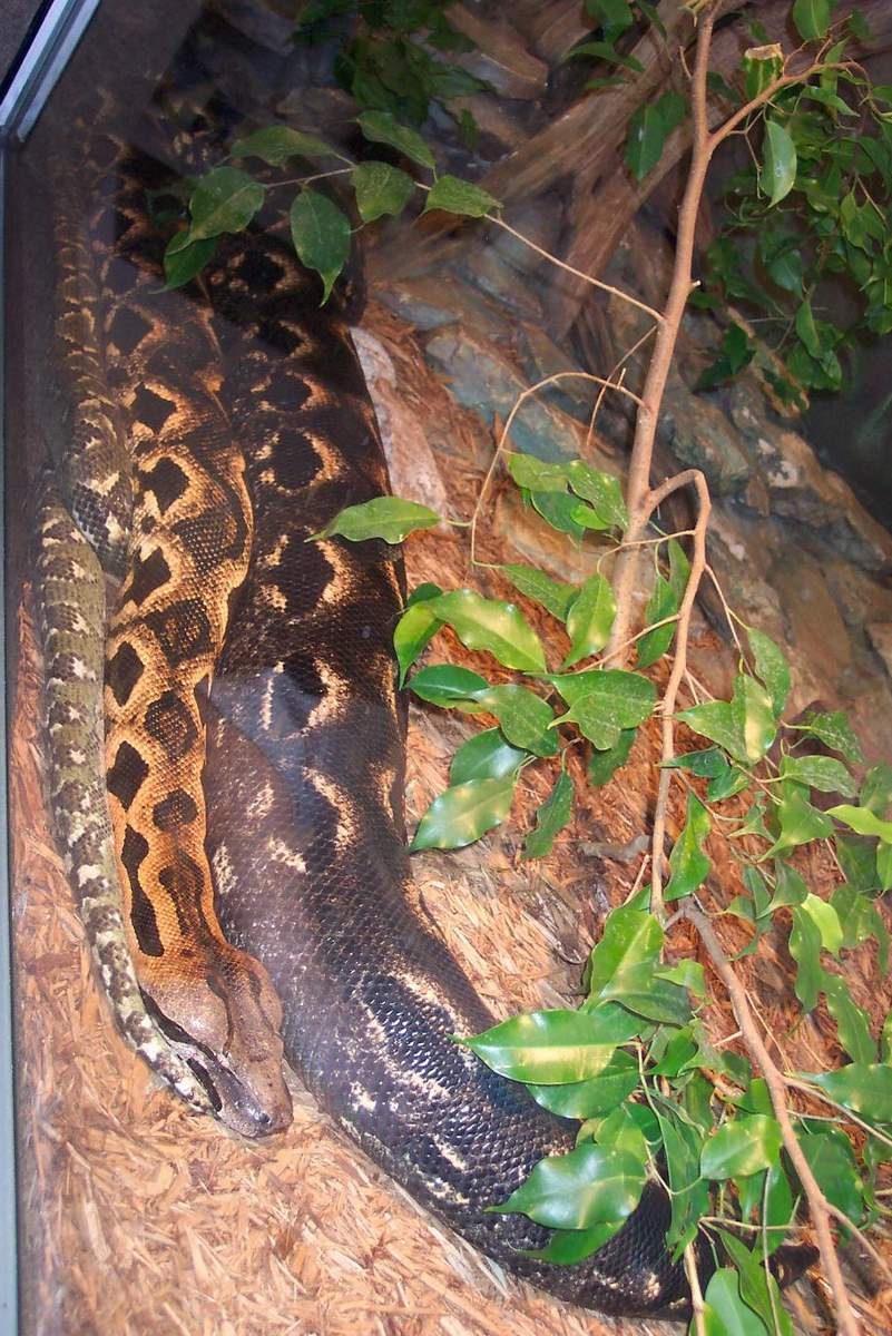 Acrantophis dumerili