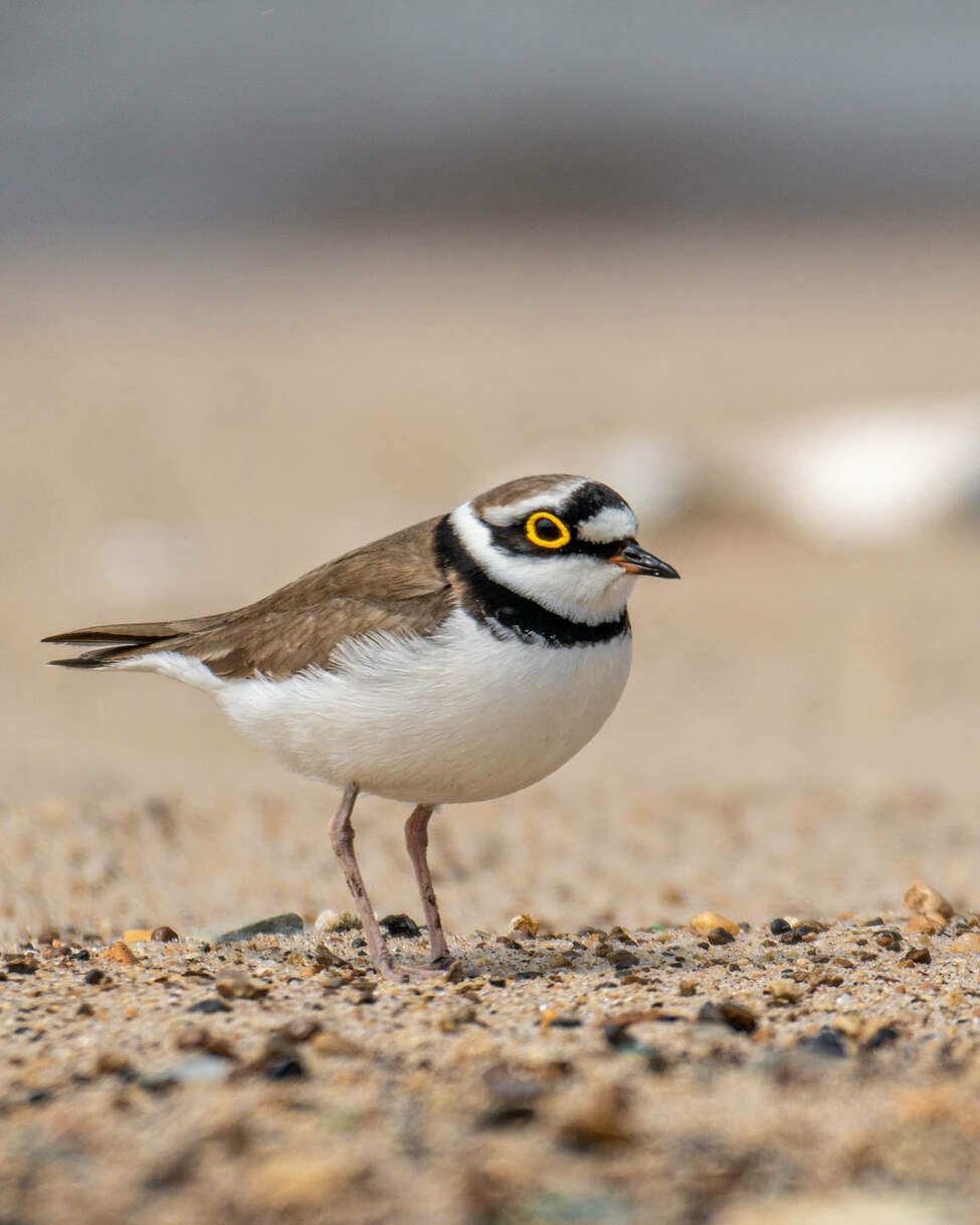 Зуек вильсона