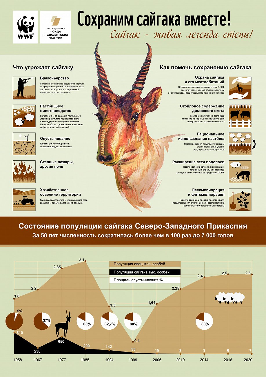 Сайгак численность