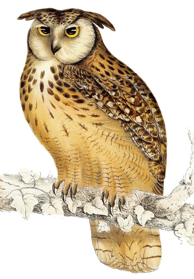 Bubo bengalensis
