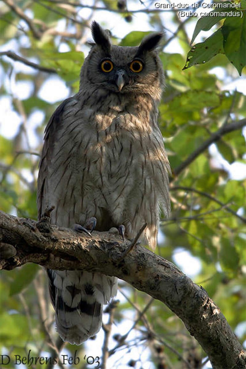 Bubo coromandus